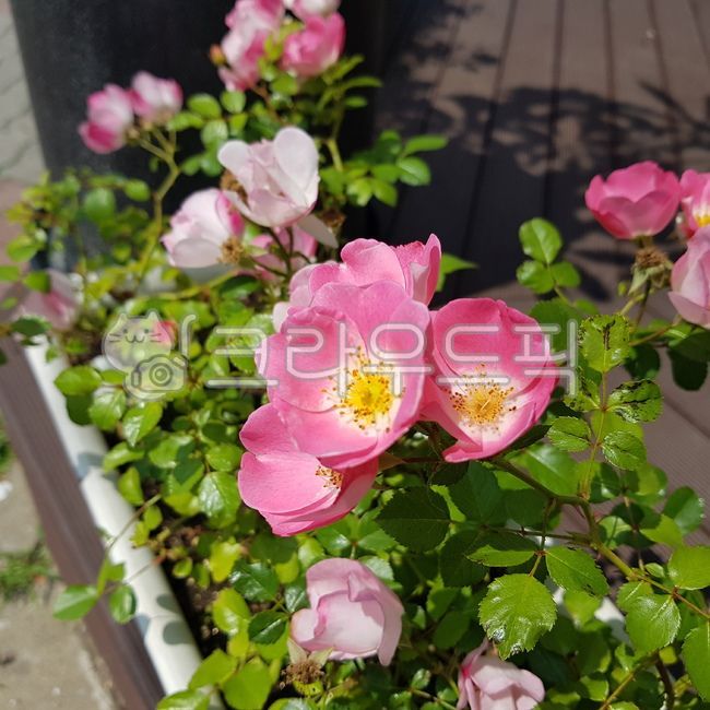 찔레꽃,분홍색,식물,화분,flower,plant,꽃