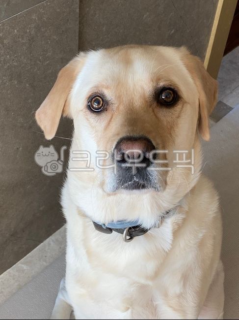 animal,labradorretriever,래브라도리트리버,dog,개