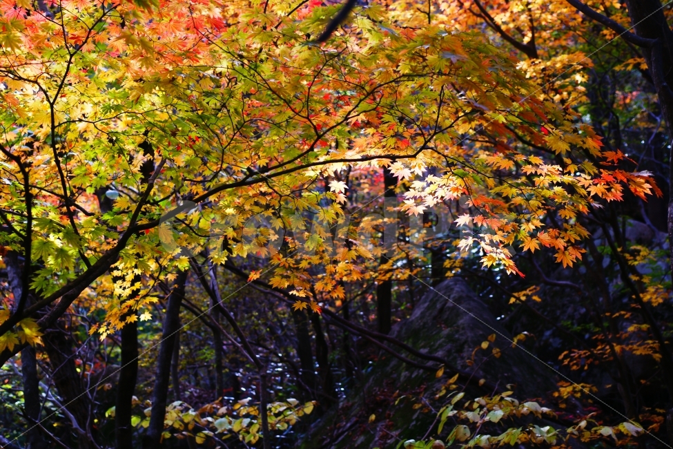 가을,속리산,단풍,햇빛,노랑,붉은색,자연,풍경,nature,landscape,가을,계절,fall,autumn,season,plant,식물,leaf,잎,tree,나무,maple