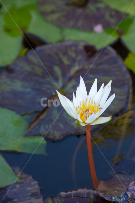 수련,plant,식물,blossom,flower,꽃,lily,식물,자연,plants,nature,꽃,flower