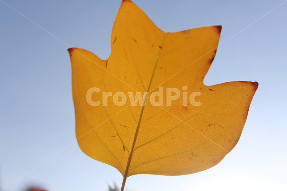 plant,식물,leaf,잎,yellow,가을,계절,fall,autumn,season,식물,자연,plants,nature