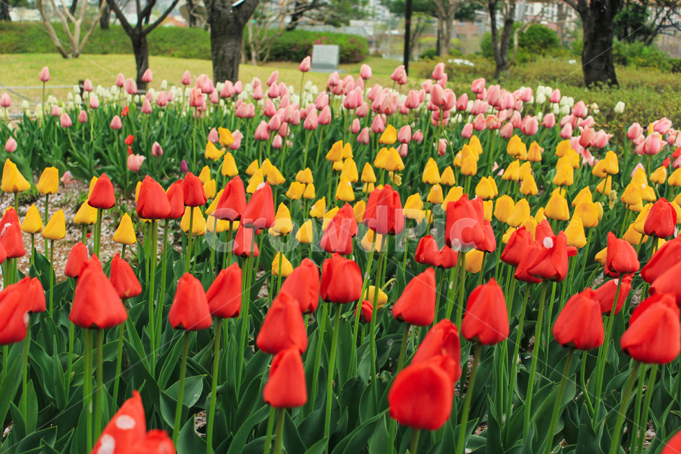 튤립,튤립축제,빨강,노랑,분홍,축제,풍경,식물,계절,식물,자연,plants,nature,꽃,flower
