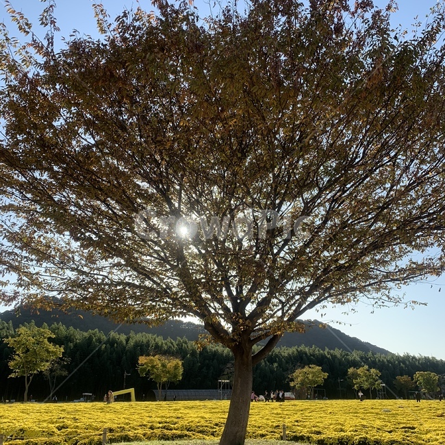 plant,식물,tree,나무,단풍,가을,겨울,fall,winter,풍경,scenery,자연,nature,꽃,flower,들,field,감성,감성사진,photo