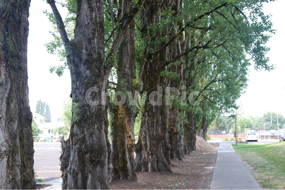 나무,길,차,건물,나무기둥,잎,잔디,grass,leaf,buildings,cars,path,road,trees,미국,나무,trees,wood