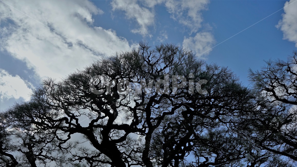 소나무,자연,하늘,가지,솔잎,pinetree,nature,sky,branches,cloudy,리쓰린공원,일본,가가와현,Ritsturingarden,Kagawa,Japan,식물,자연,plants,nature,나무,trees,wood