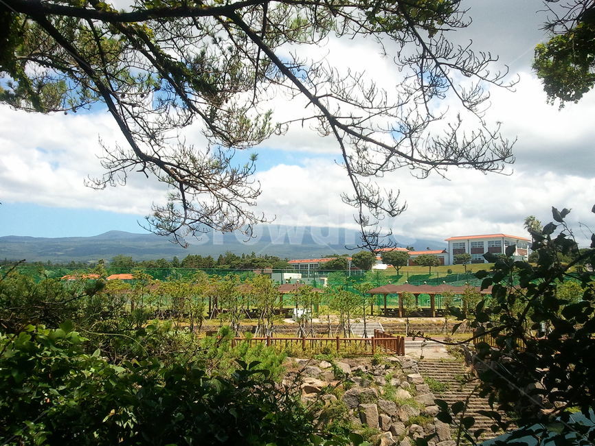 제주도,풍경,경치,야자수,나무,자연,풍경,nature,landscape,outdoors,옥외,tree,plant,식물