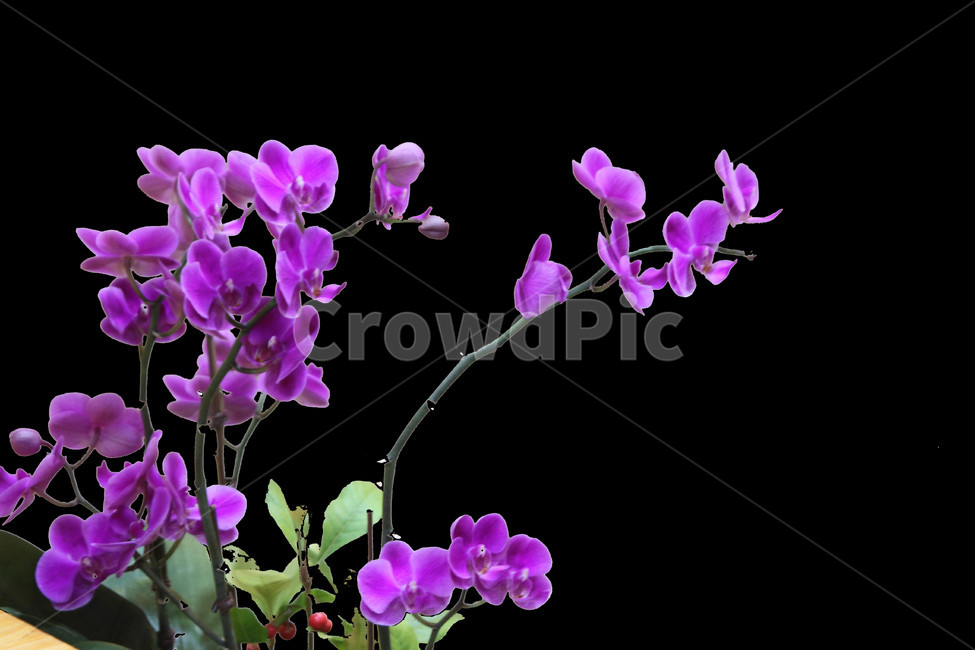 식물,꽃,화분,서양란,란꽃,어둠의꽃,식물,자연,plants,nature,꽃,flower