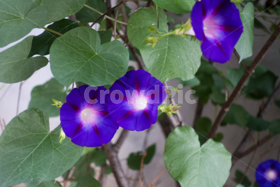 식물,자연,plant,autumn,nature,나팔꽃,blossom,geranium,flower,꽃,식물,자연,plants,nature