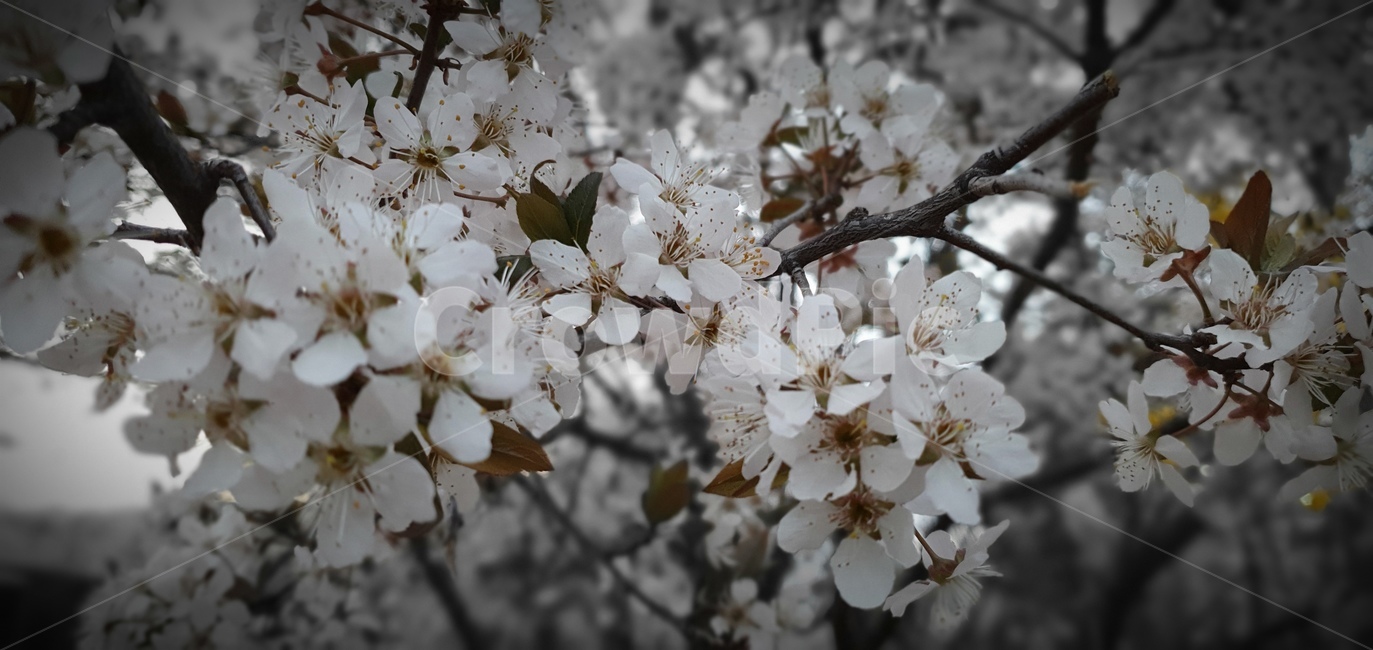 벚꽃,꽃,식물,봄,자연,spring,nature,plant,cherryblossoms,flower
