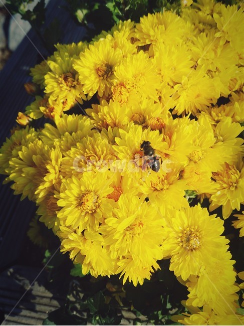 벌,꽃,노랑,노란꽃,식물,yellow