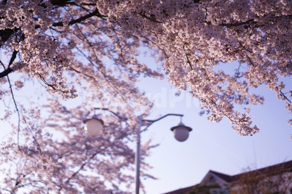 벗꽃,봄,벗꽃나무,벗꽃축제,캠퍼스,가로등,봄,계절,spring,season,자연,풍경,nature,landscape,plant,식물,blossom,꽃,cherry blossom,벚꽃,flower