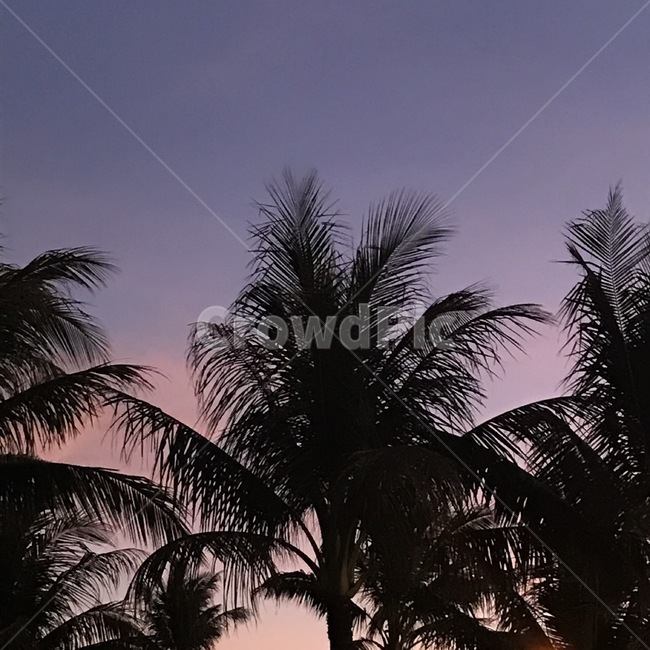 nature,자연,palmtree,야자수,silhouette,실루엣