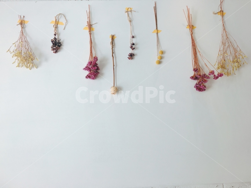 드라이플라워,감성,벽,꽃,배경,dry,flower,인테리어
