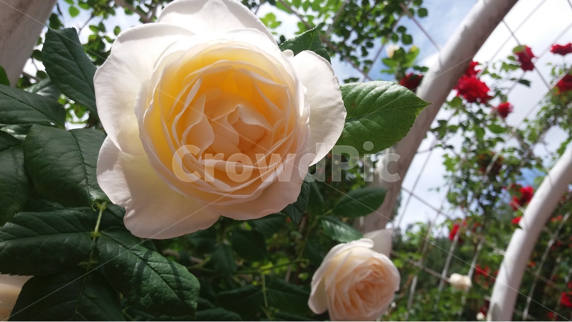 장미,꽃,꽃잎,식물,노란꽃,장미꽃,식물,자연,plants,nature,꽃,flower
