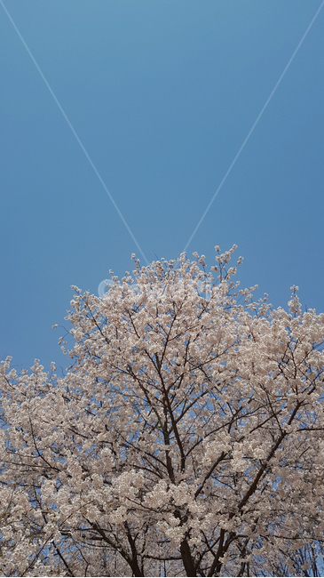 plant,식물,flower,blossom,꽃,벚꽃,cherryblossoms,식물,자연,plants,nature,꽃,flower