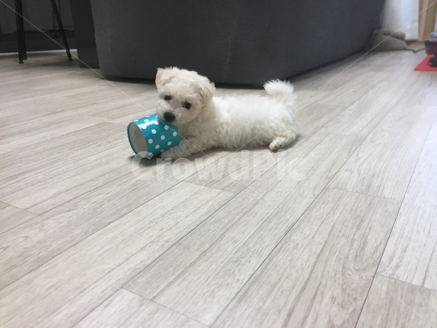 강아지,비숑,floor,바닥,wood,귀여운,puppy