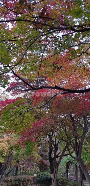 식물,나무,단풍,가을,공원