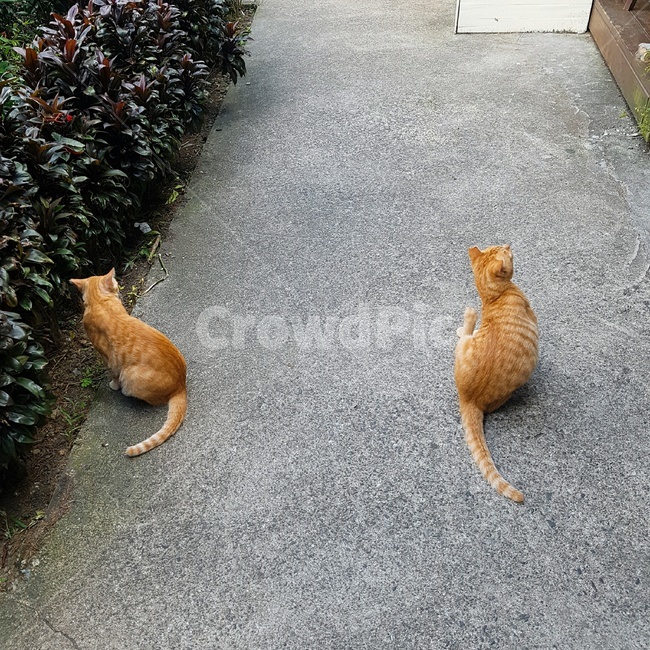 고양이,치즈,노란색,귀여운,동물,긴꼬리,두마리