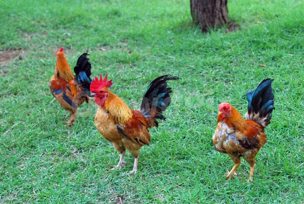 닭,암탉,수탉,새,조류,농장,사육,가축,동물,방목,자연,치킨,chicken,동물,animal,조류,새,birds