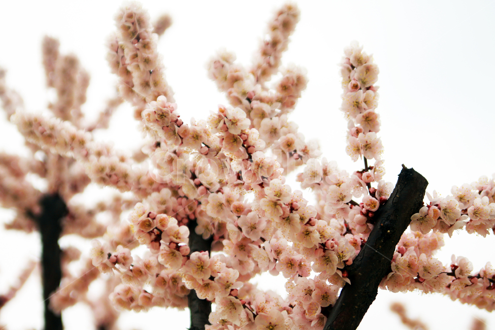 꽃,벚꽃,매화,나무,나뭇가지,봄,개화,꽃잎,잎,식물,자연,blossom,blooming,branches,leaves