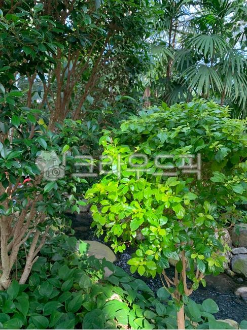 forest,vegetation,tree trunk,treetrunk,nature,tree,greenhouse,leaf,sunlight,outdoors,plant,tree sunlight,garden,rainforest,jungle,tropical plants