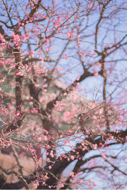 꽃,홍매화,절,봄꽃,매화,봄,계절,spring,season,식물,자연,plants,nature,꽃,flower,plant,blossom,cherry blossom,벚꽃