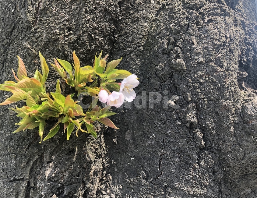 나무,벚꽃,자연,tree,봄