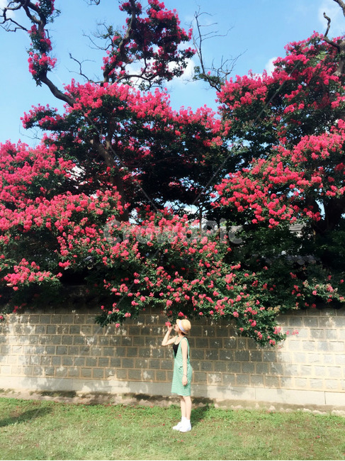 전주,한옥마을,경기전,백일홍,감성,사람,분홍빛,담벼락위,배롱나무꽃,식물,자연,plants,nature,꽃,flower,나무,trees,wood,사람,인물,인간,human,person,여성,여자,woman,female,lady,여행,휴가,traveling,vacation,trip