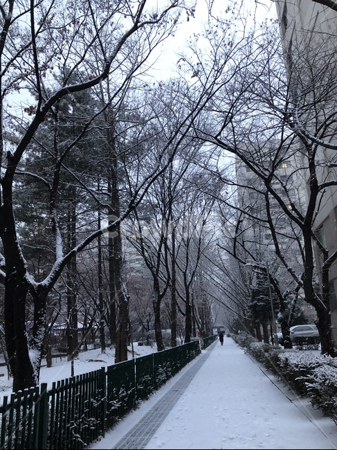 길,눈,눈내린갈,겨울,나무,겨울나무