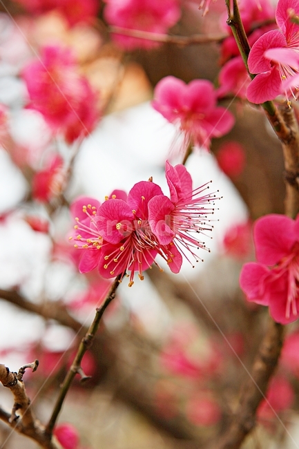 홍매화,매화,매화꽃,꽃,봄꽃,꽃잎,식물,자연,공원,봄,식물,자연,plants,nature,꽃,flower