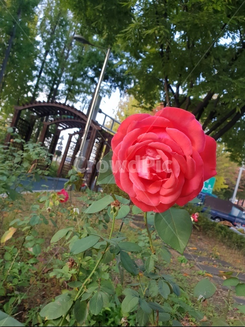 flower,꽃,숲,자연,힐링,햇살,산책,장미,red,산책로,식물,자연,plants,nature,꽃,flower