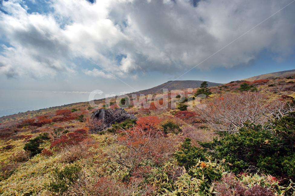 한라산,남벽분기점,돈내코코스,제주도,한라산국립공원,관목,난대성식물,조릿대
