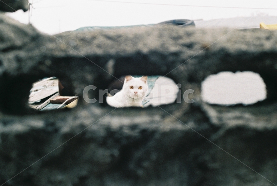 고양이,동네,눈빛,서울,동물,동물,animal,포유류,mammal,고양이,cat,kitten,kitty,감성,sensible,feeling