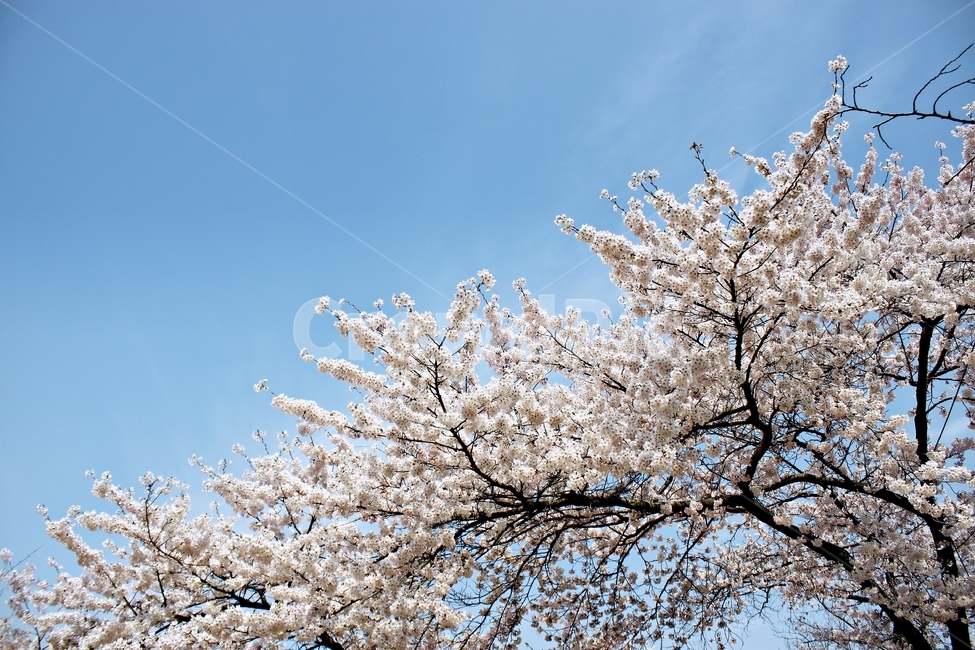 벚꽃,봄,벚꽃향기,만개,풍성,풍경,꽃,flower,벚꽃놀이,식물,나무,하늘,blue,맑음,흰색,하얀색,white,sky,봄,계절,spring,season,자연,풍경,nature,landscape,plant,blossom