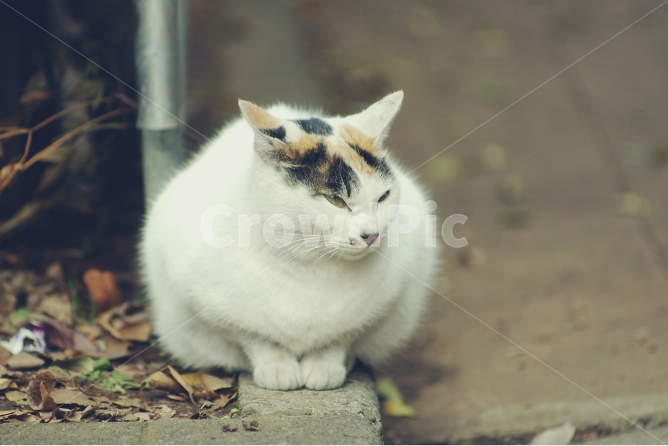 고양이,cat,길고양이,동물,animal,동물,animal,포유류,mammal,고양이,cat,kitten,kitty
