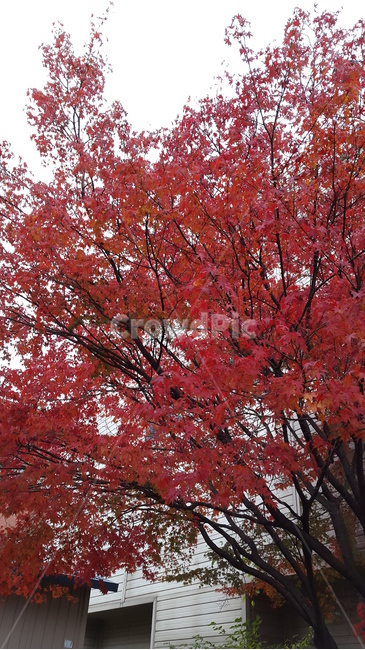 단풍,단풍나무,식물,가을,나무,가을,계절,fall,autumn,season,tree,plant,leaf,잎,maple