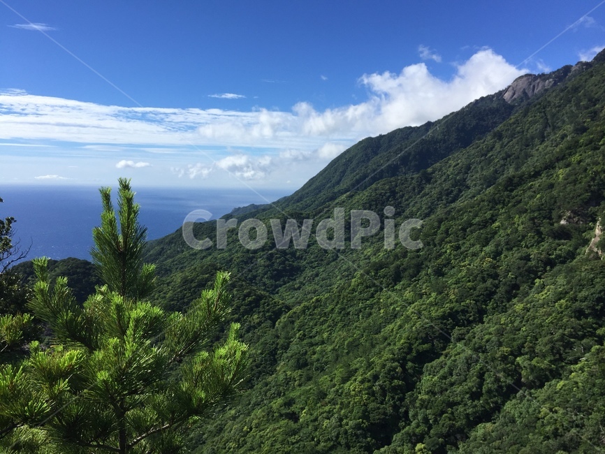 일본,야쿠시마섬,야쿠시마,맑은섬,맑은날씨,자연,풍경,nature,landscape,outdoors,옥외,tree,나무,plant,식물