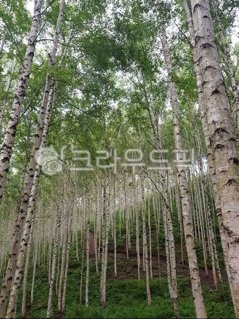 나무,tree,식물,자작나무,숲,forest