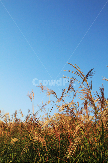 갈대,하늘,가을,reed,sky,blue,fall,가을,계절,fall,autumn,season,자연,풍경,nature,landscape,grass,잔디,plant,식물,lawn