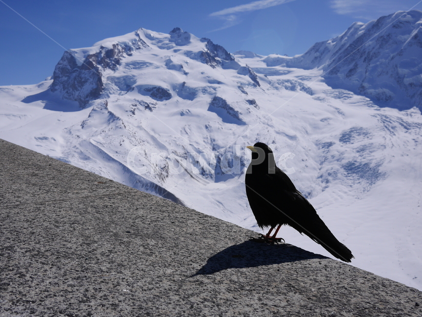 스위스,체르마트,눈산,설국,snow,mountain,bird,black,white,swiss,겨울,winter,cold,fresh,맑은공기,alone,동물,새,홀로,경치,풍경,재미,weather,날씨,season,겨울,계절,winter,season,동물,animal,조류,새,birds