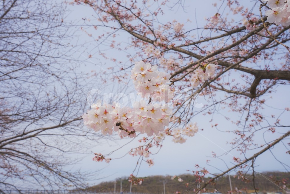 벚꽃,봄,꽃,나무,tree,봄,계절,spring,season,plant,식물,flower,blossom