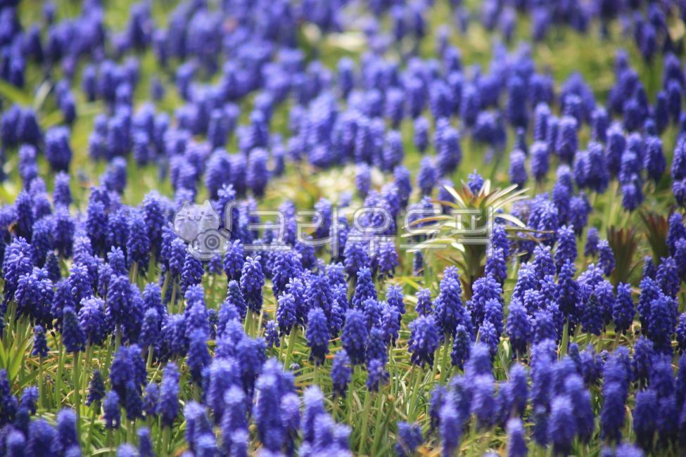 spring,fragrant,Muscari,purple,flower