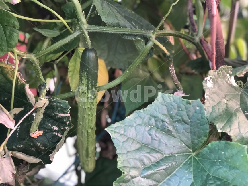 오이,주말농사,주말농장,옥상농사,옥상농장,오이농사