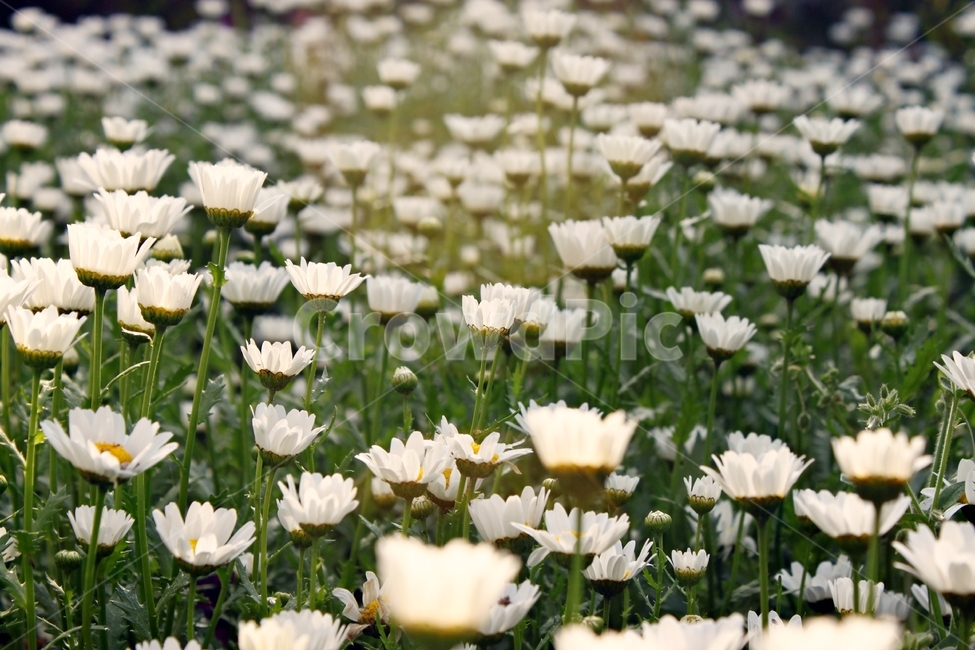 꽃,꽃밭,만개,식물,햇살,자연,beauty,flower,plant,green,감성,분위기,mood,식물,자연,plants,nature,꽃,flower
