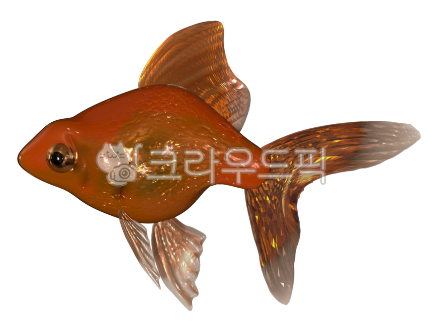 물고기,붕어,동물,금붕어,귀여운,animal,fish
