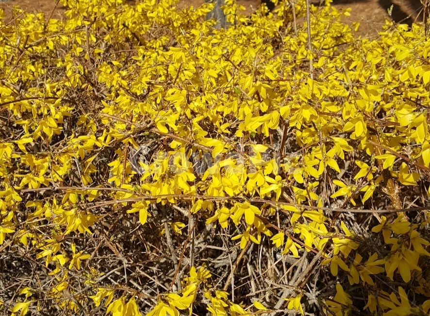 노랑색,개나리꽃,봄,날씨좋음,집근처,봄,계절,spring,season,식물,자연,plants,nature,꽃,flower,plant,ground,바닥