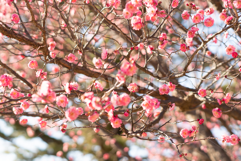 봄,꽃,봄꽃,매화,나무,봄,계절,spring,season,식물,자연,plants,nature,꽃,flower,plant,blossom