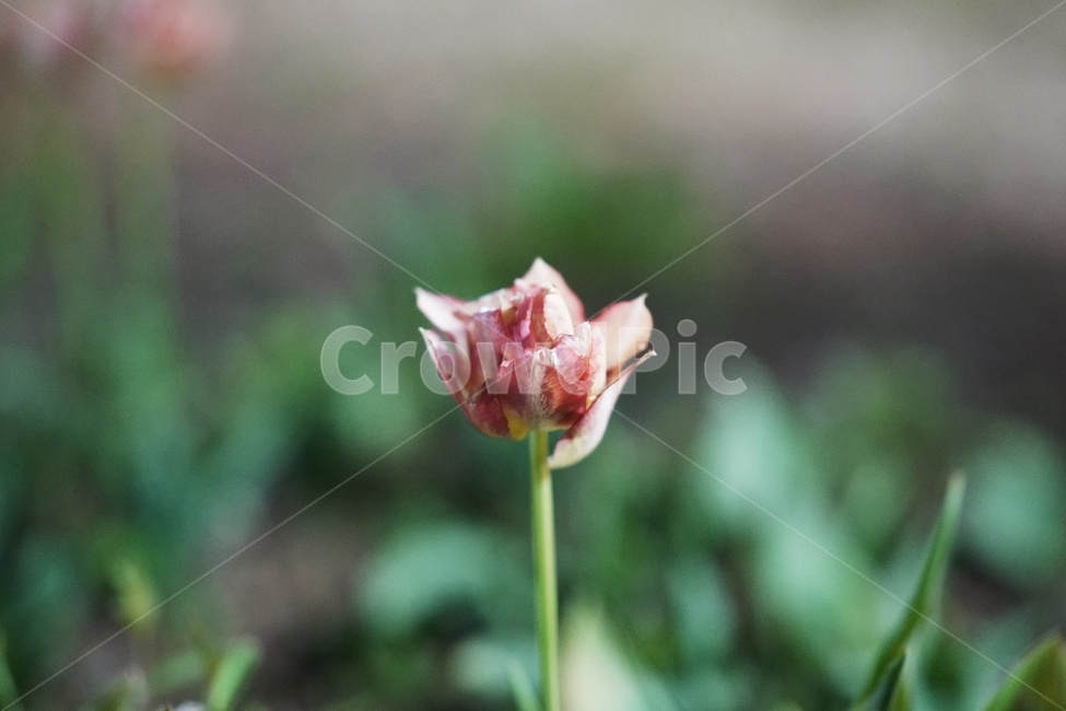 봄,꽃,향기,보케,아웃포커싱,봄,계절,spring,season,식물,자연,plants,nature,꽃,flower,감성,sensible,feeling,plant,blossom