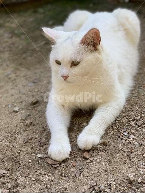 고양이,동물,귀여운,cat,animal,cute,pet,mammal,포유류,동물,animal,포유류,mammal,고양이,cat,kitten,kitty