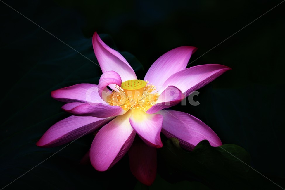 식물,연꽃,꽃,flower,flowerage,식물,자연,plants,nature,꽃,flower